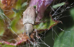 Image of Clover Seed Weevil