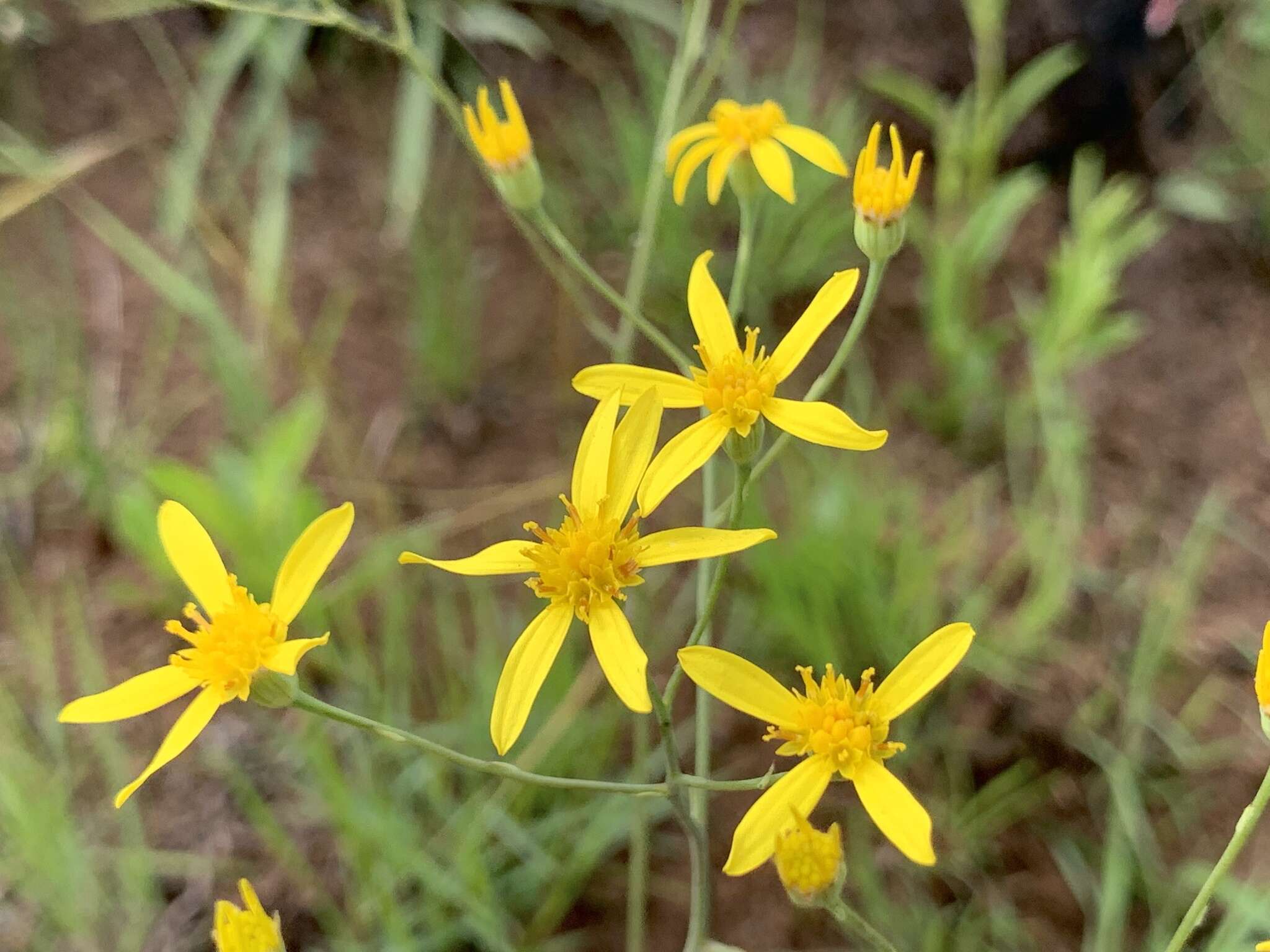 Image of Noxious ragwort