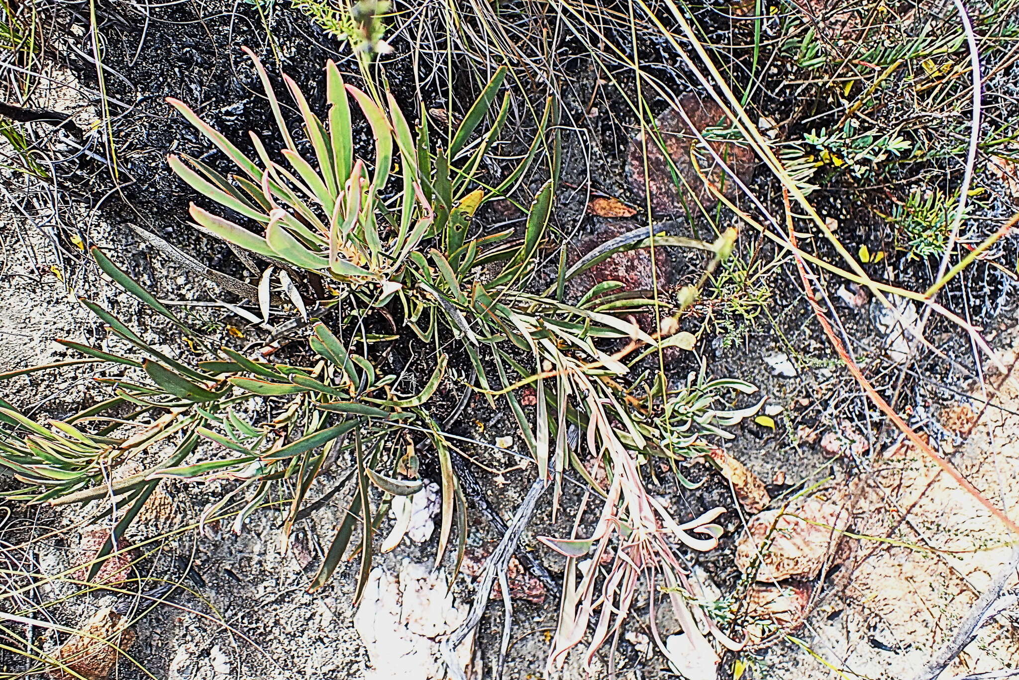 Image of Protea tenax (Salisb.) R. Br.