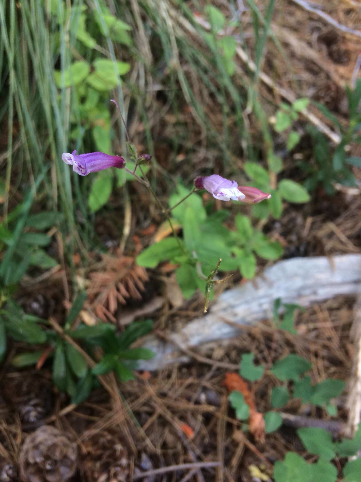 Image de Penstemon personatus D. D. Keck