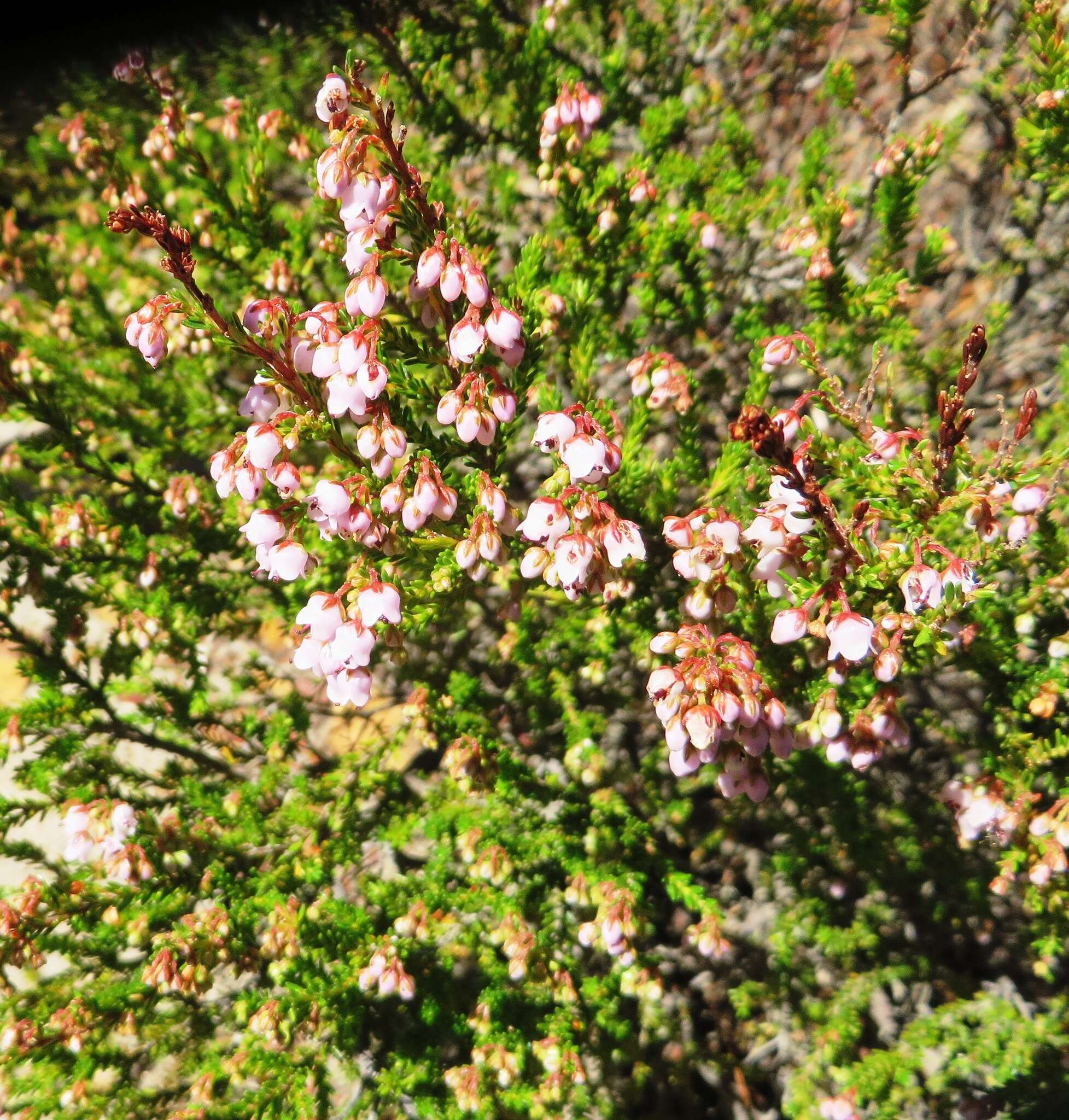 Image of Erica curvirostris var. curvirostris