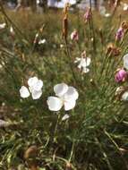 Слика од Dianthus cretaceus Adams