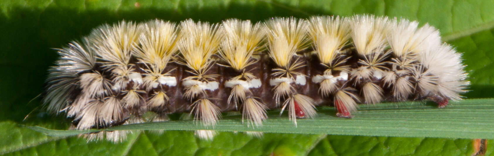 Image of Virginia Ctenucha