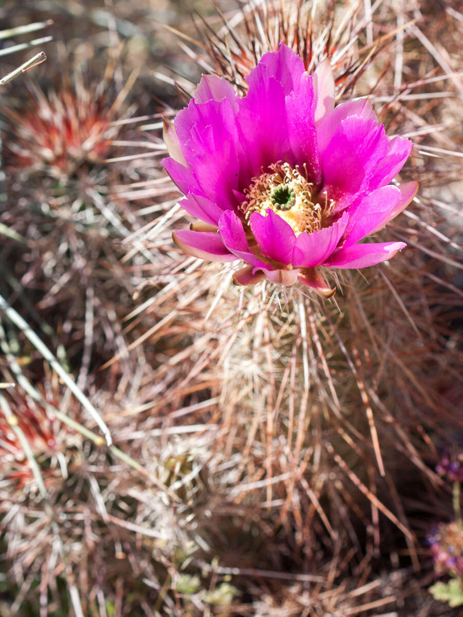 Image of Engelmann's hedgehog cactus