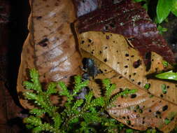 Image of Lowland Tropical Bullfrog