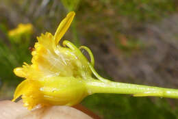 Image of Senecio euryopoides DC.