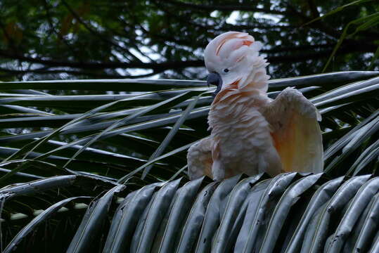 Image of Moluccan Cockatoo