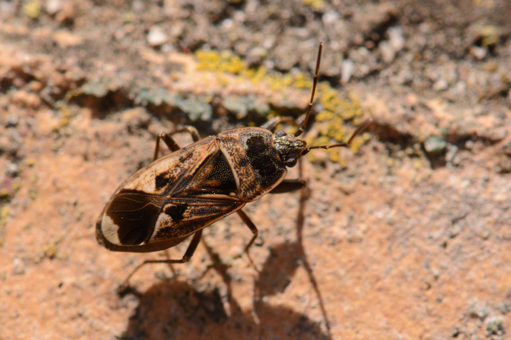 Image of Naphius apicalis (Dallas & W. S. 1852)