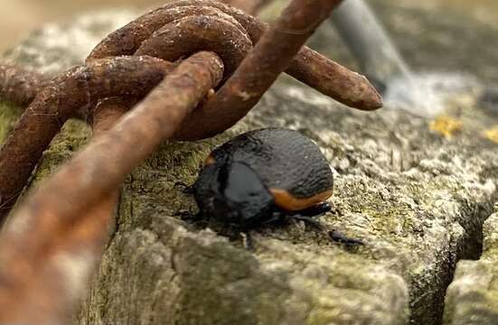 صورة <i>Chrysolina lucidicollis</i>