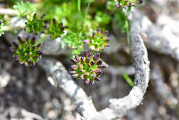 Image of Chaerophyllum taiwanianum (Masam.) K. F. Chung