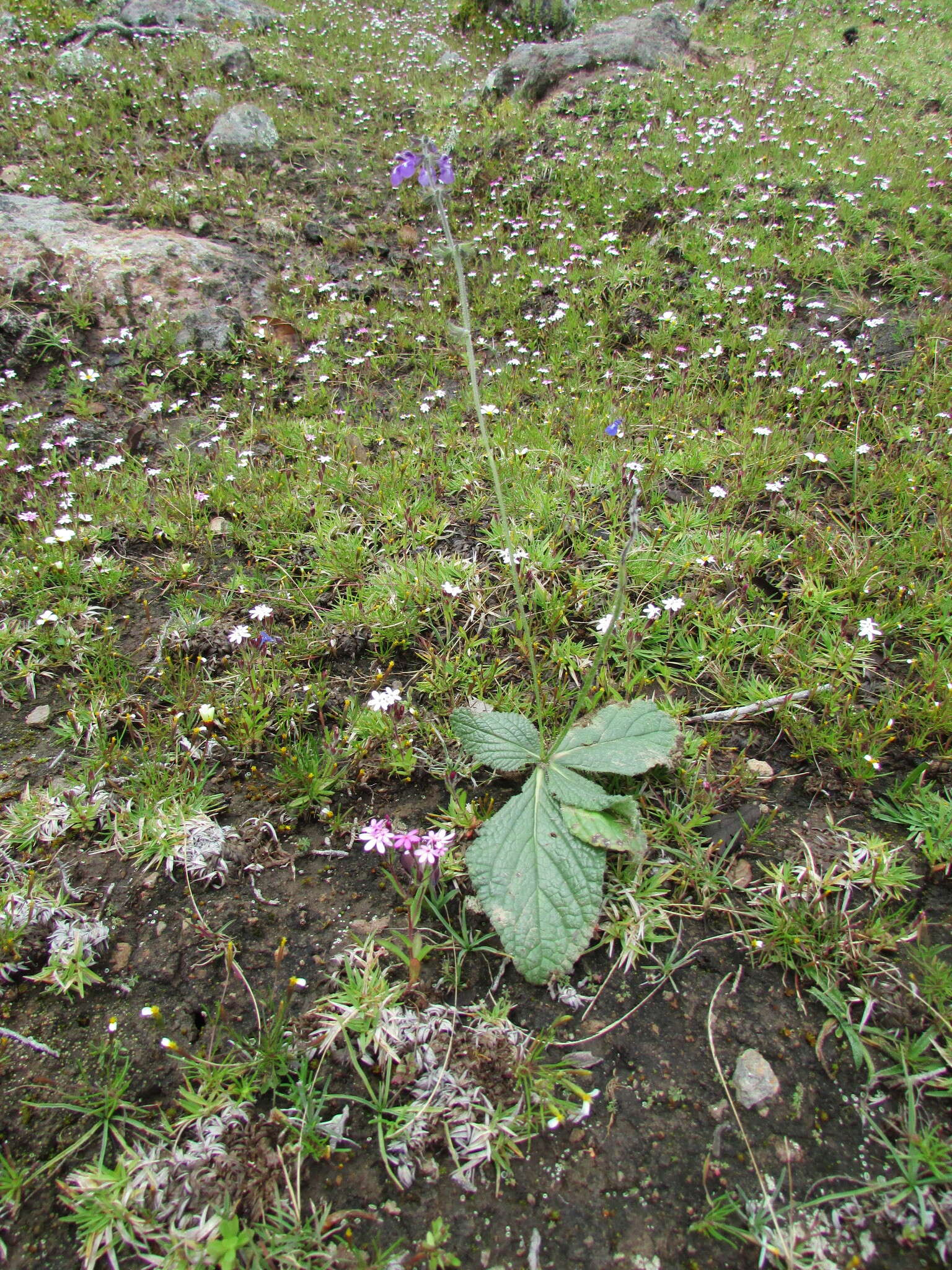 Image de Salvia nana Kunth