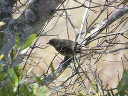 Image of Lesser Elaenia