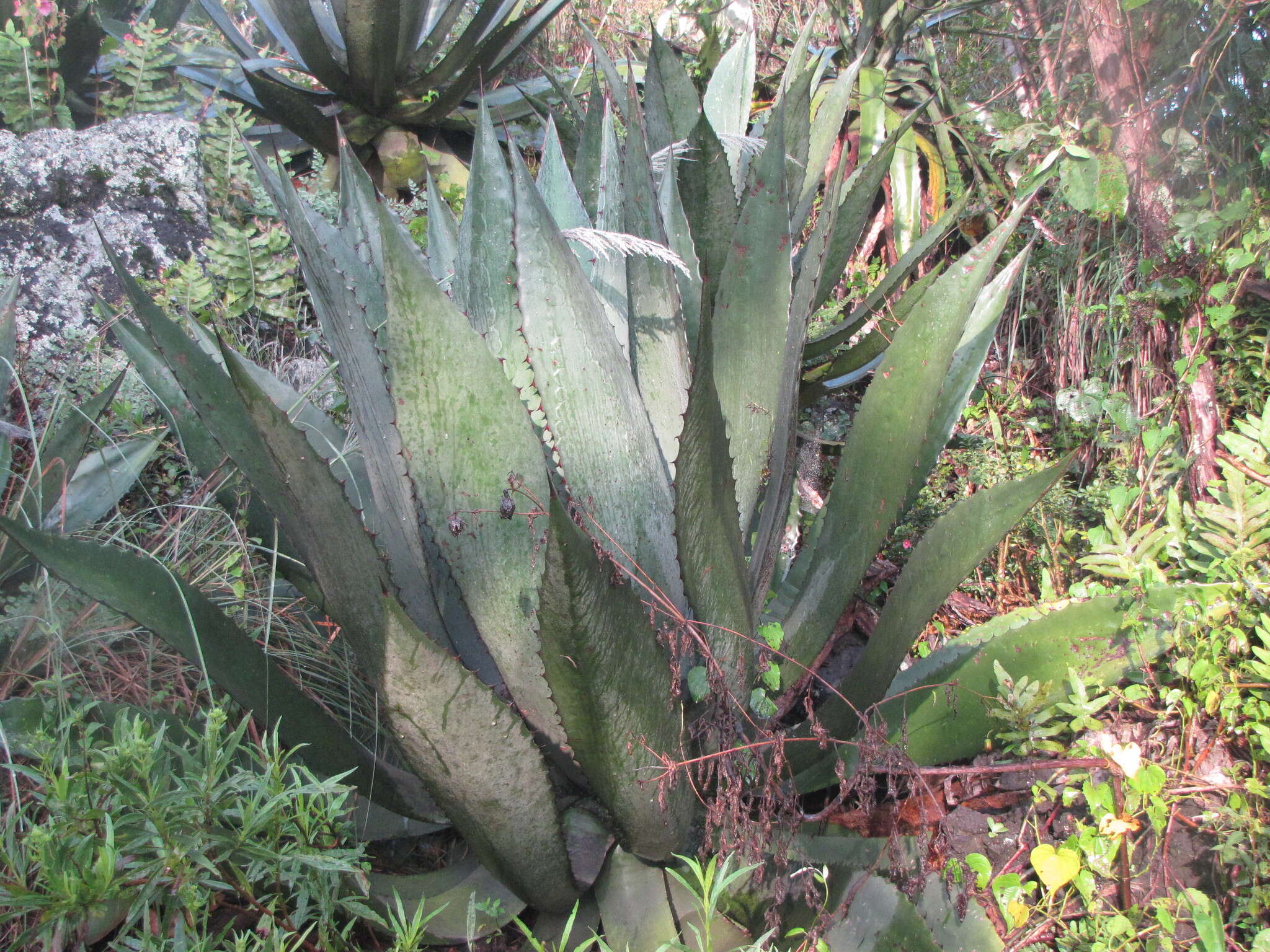 Image of Agave inaequidens K. Koch