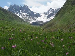 Imagem de Primula auriculata Lam.