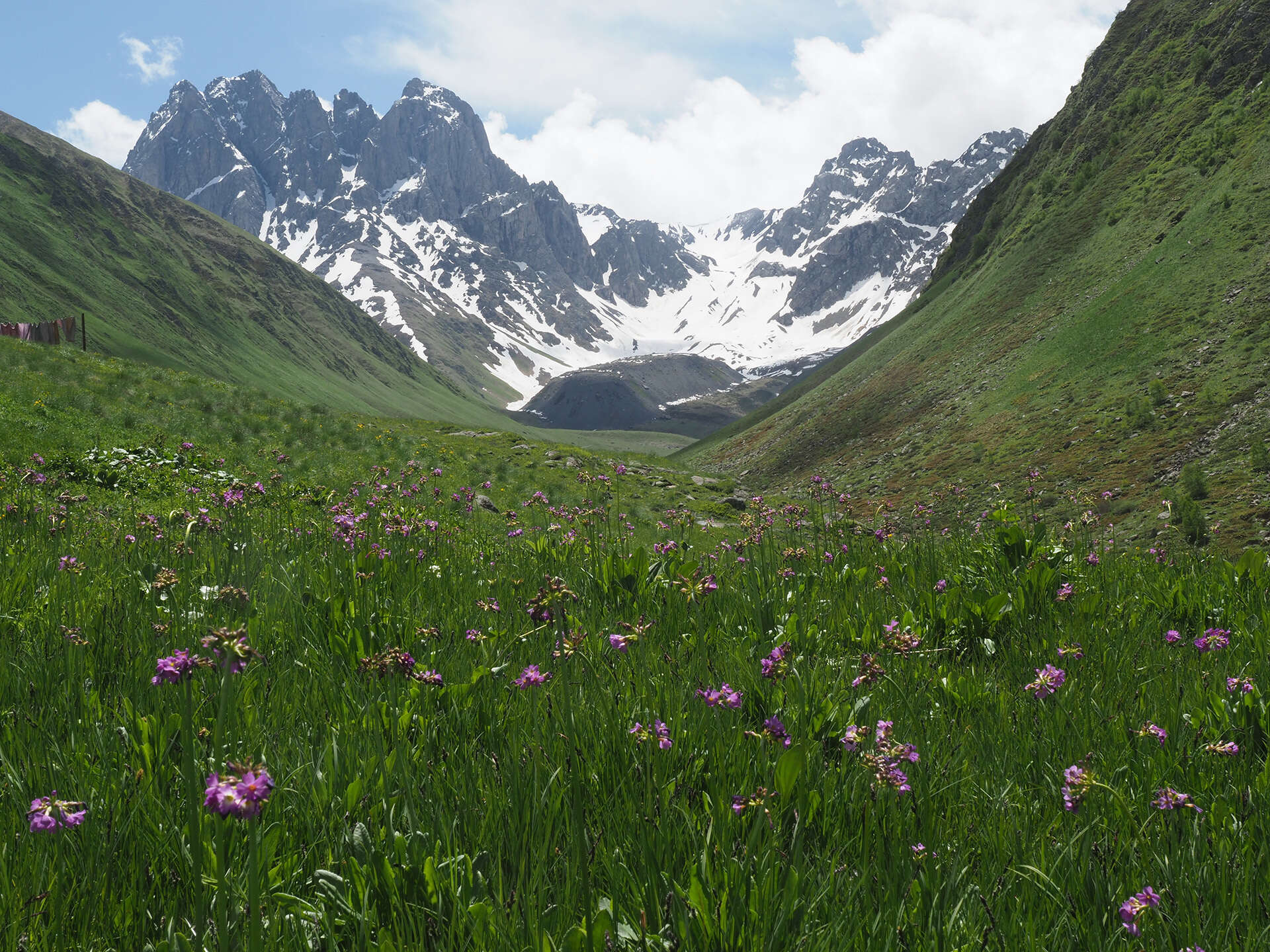 Слика од Primula auriculata Lam.