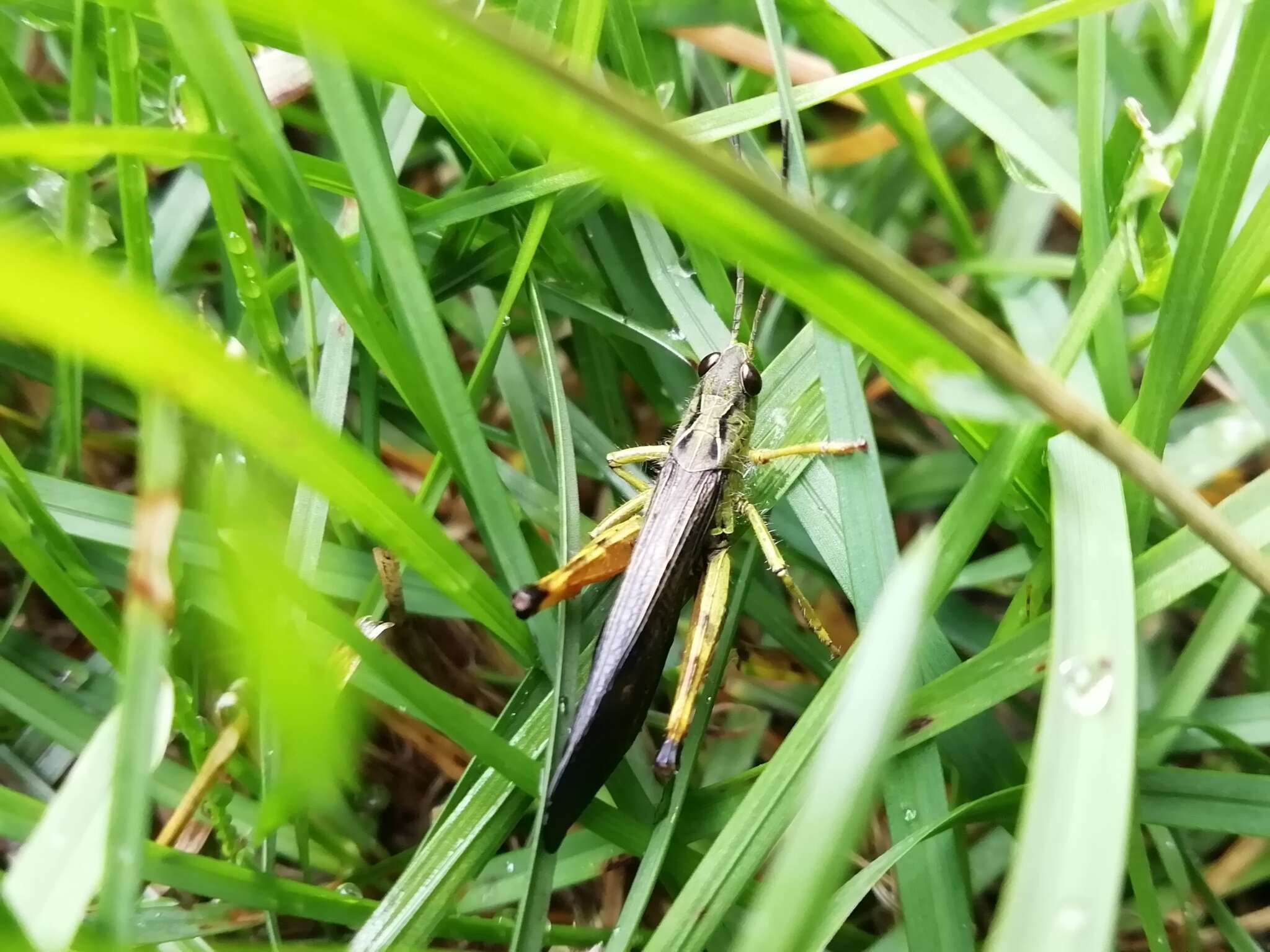 Megaulacobothrus aethalinus (Zubovski 1899) resmi