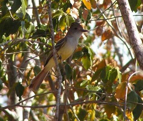 Image of Ash-throated Flycatcher