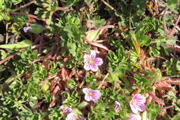 Image of Geranium sessiliflorum Cav.