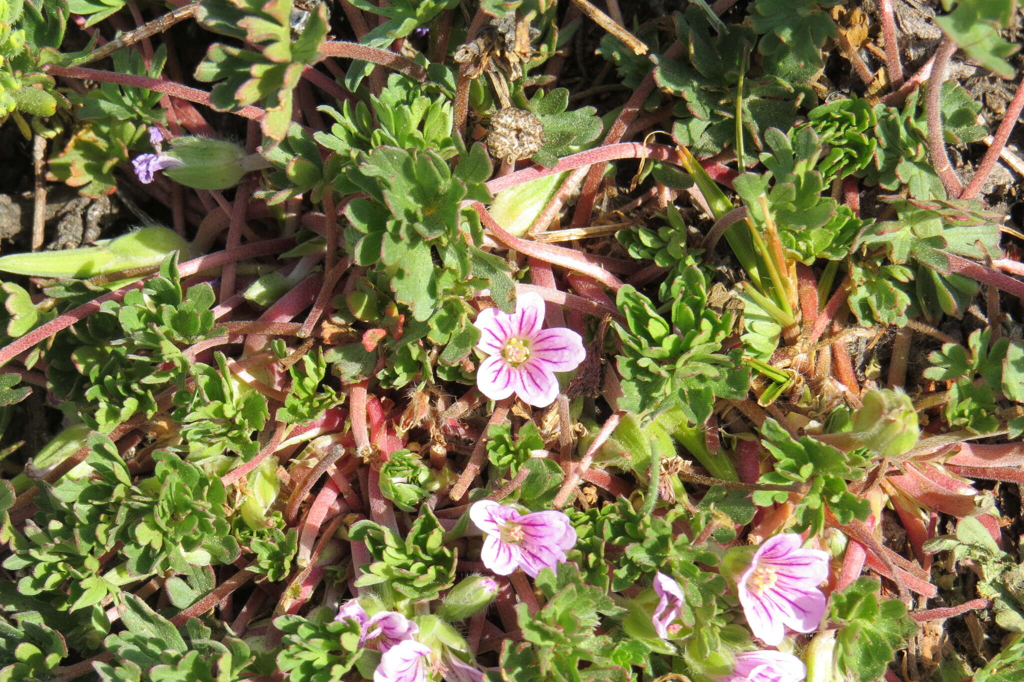 Image of Geranium sessiliflorum Cav.