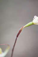 Image of Caladenia validinervia Hopper & A. P. Br. ex A. P. Br. & G. Brockman