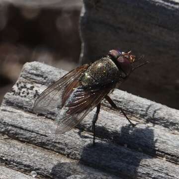 Image of <i>Rhyncomya columbina</i>