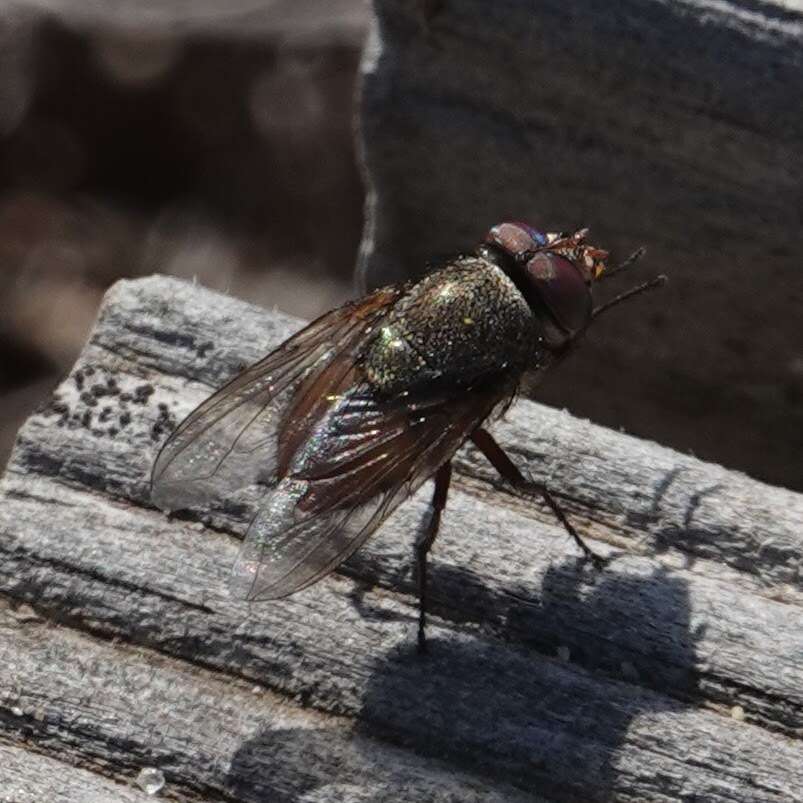 <i>Rhyncomya columbina</i>的圖片