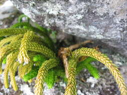 Image of Phlegmariurus gnidioides (L. fil.) A. R. Field & Bostock