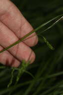 Imagem de Carex debilis Michx.