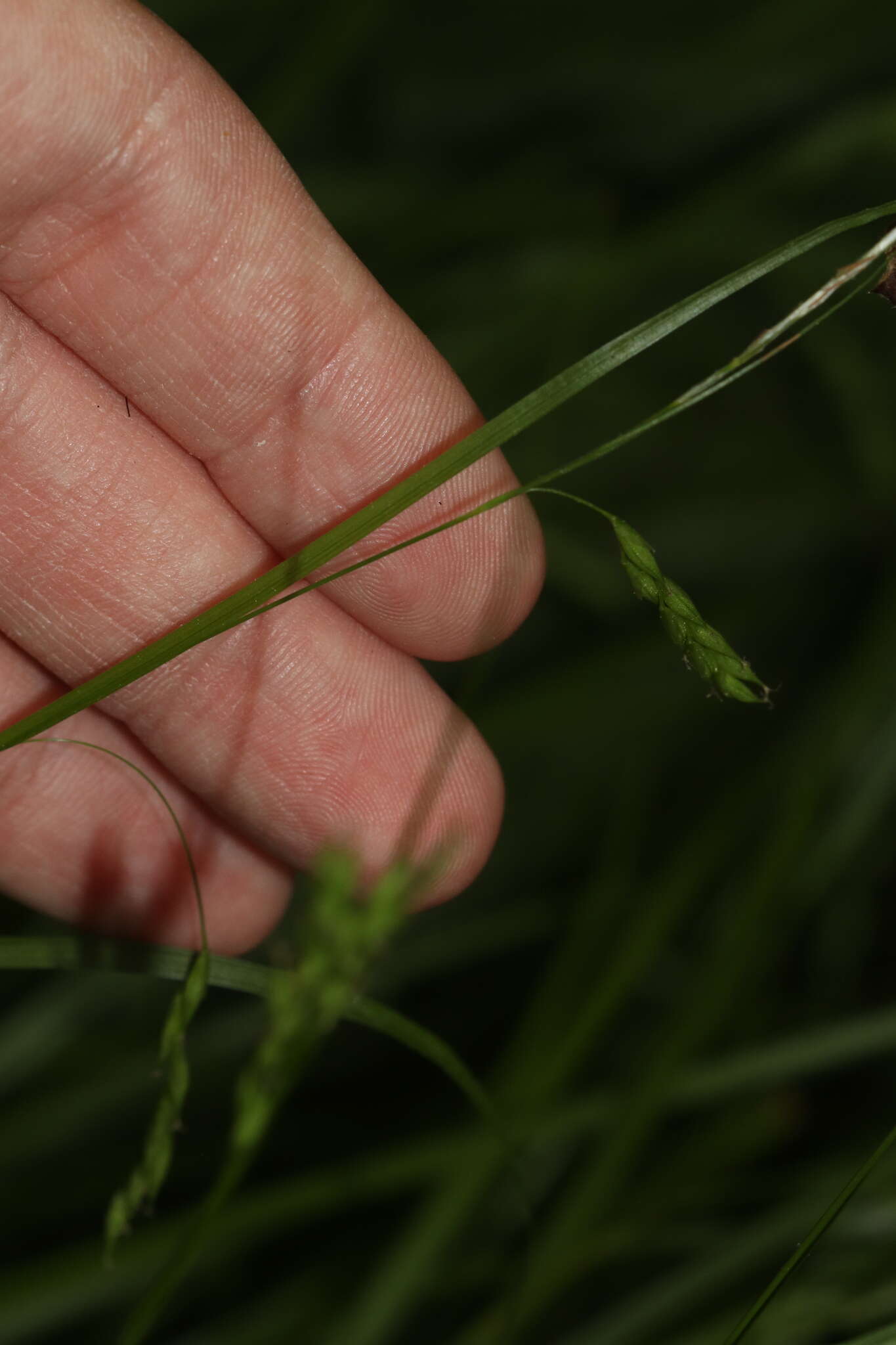 Imagem de Carex debilis Michx.