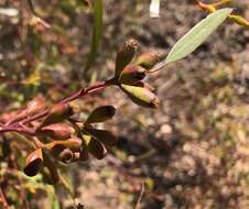 Image of Gooseberry Mallee