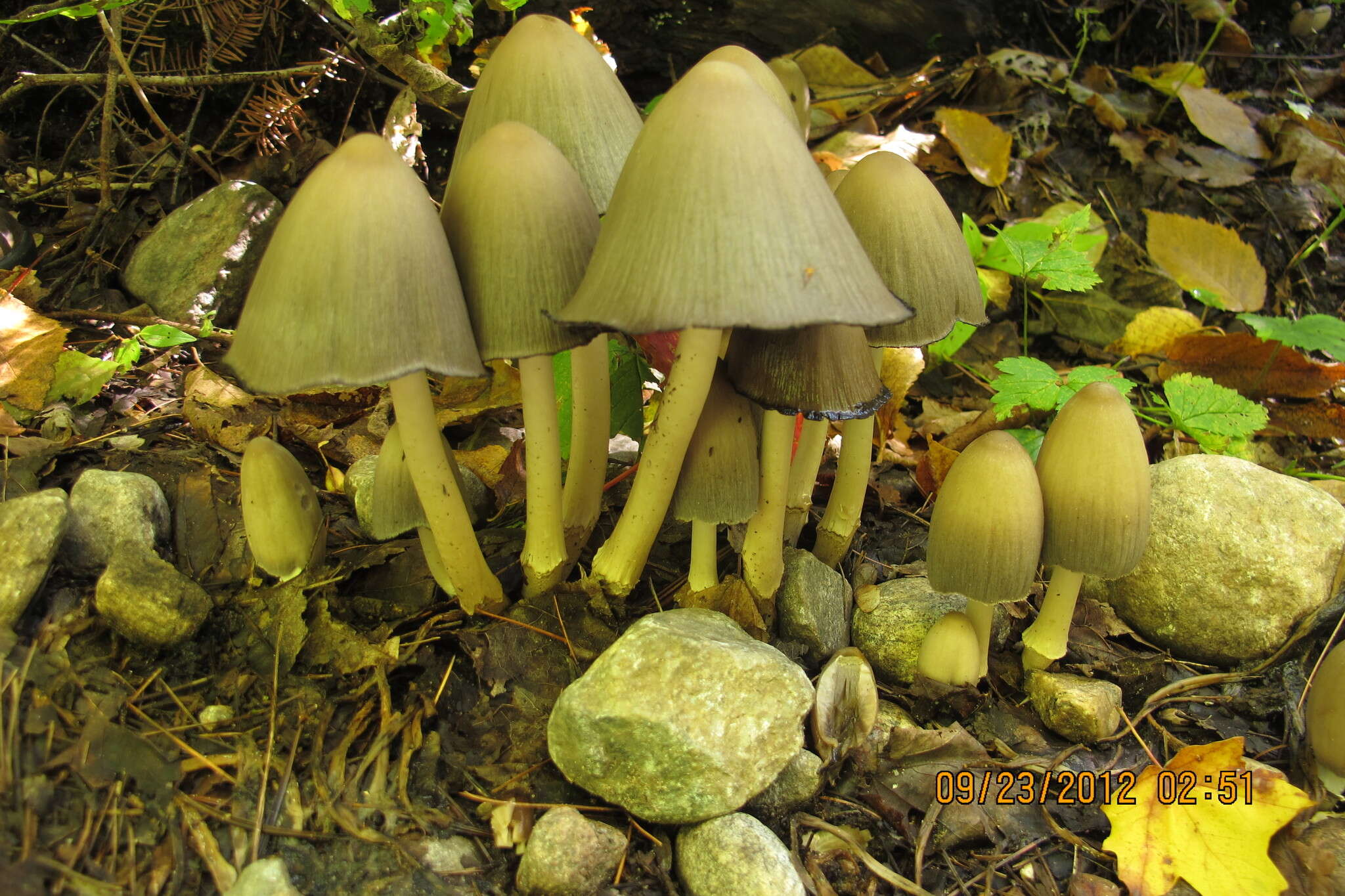 Image of Coprinopsis acuminata (Romagn.) Redhead, Vilgalys & Moncalvo 2001