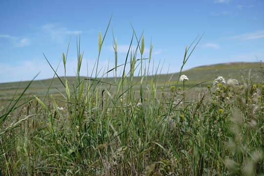 Image of Agropyron cimmericum Nevski