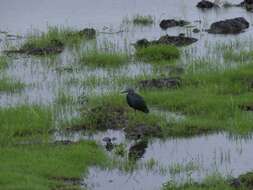 Image of Slaty Egret