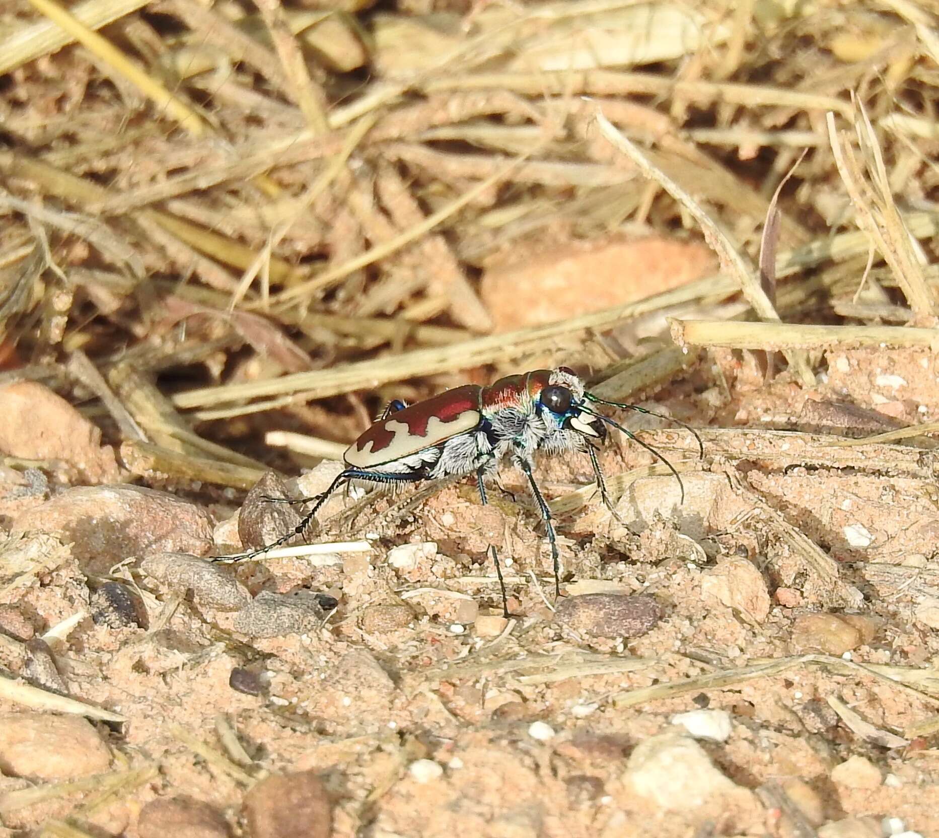 Image of Beautiful tiger beetle