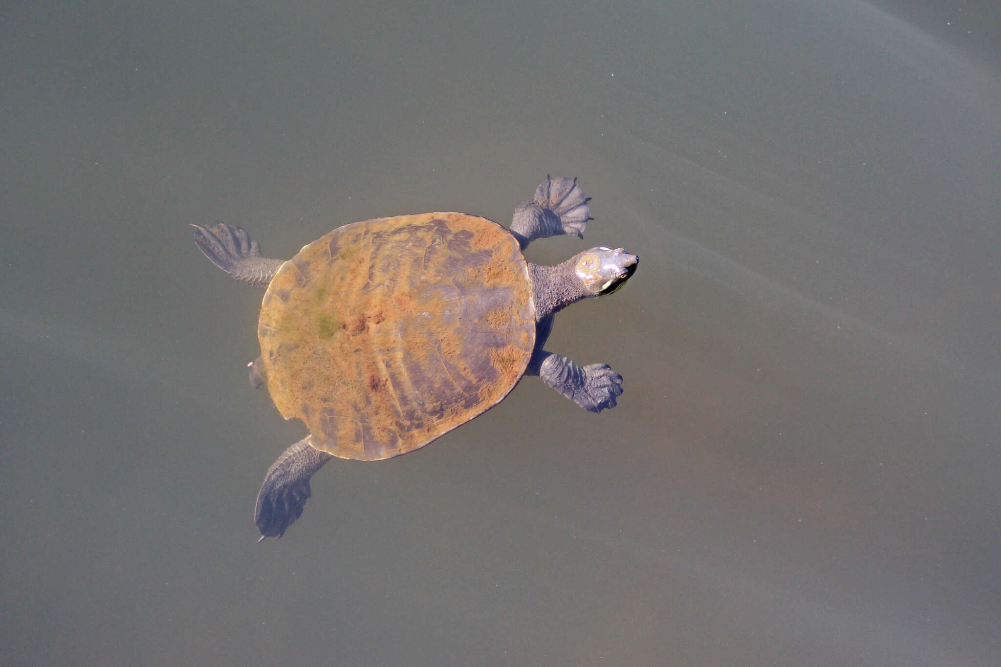 Image of Murray River Turtle