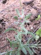 Image of Helichrysum candolleanum Buek