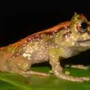 Pristimantis incanus (Lynch & Duellman 1980) resmi