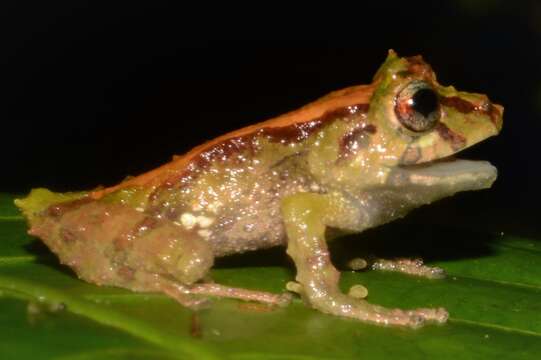 Image of Pristimantis incanus (Lynch & Duellman 1980)