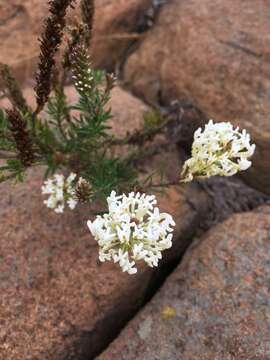 Слика од Hebenstretia angolensis Rolfe