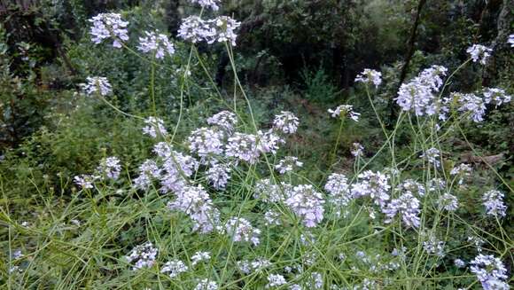 Plancia ëd Iberis linifolia L.