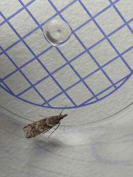 Image of Narrow-winged Grey