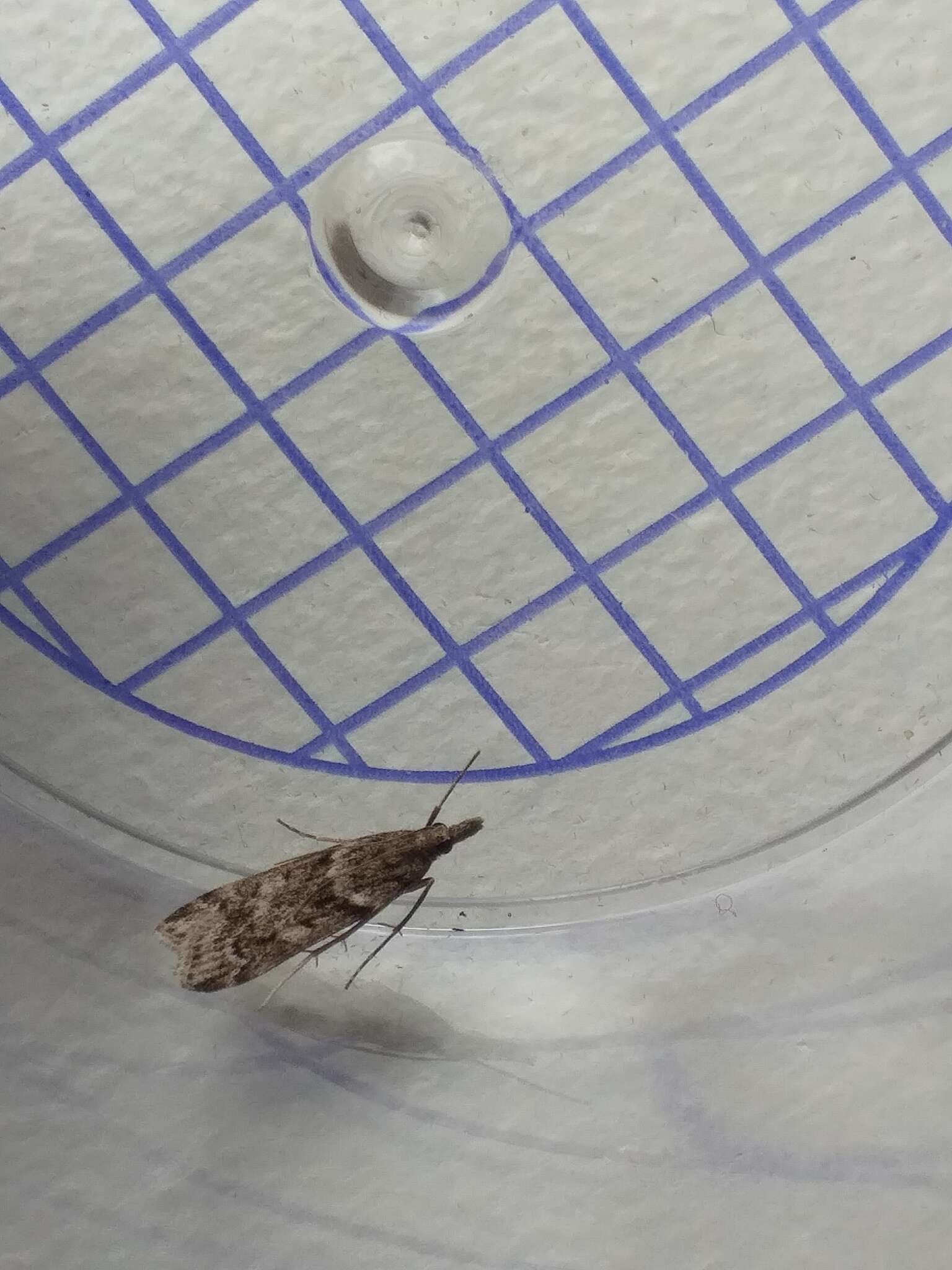Image of Narrow-winged Grey