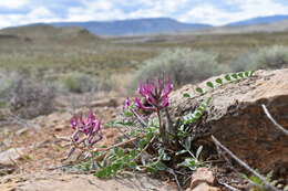 Image of Paradox milkvetch