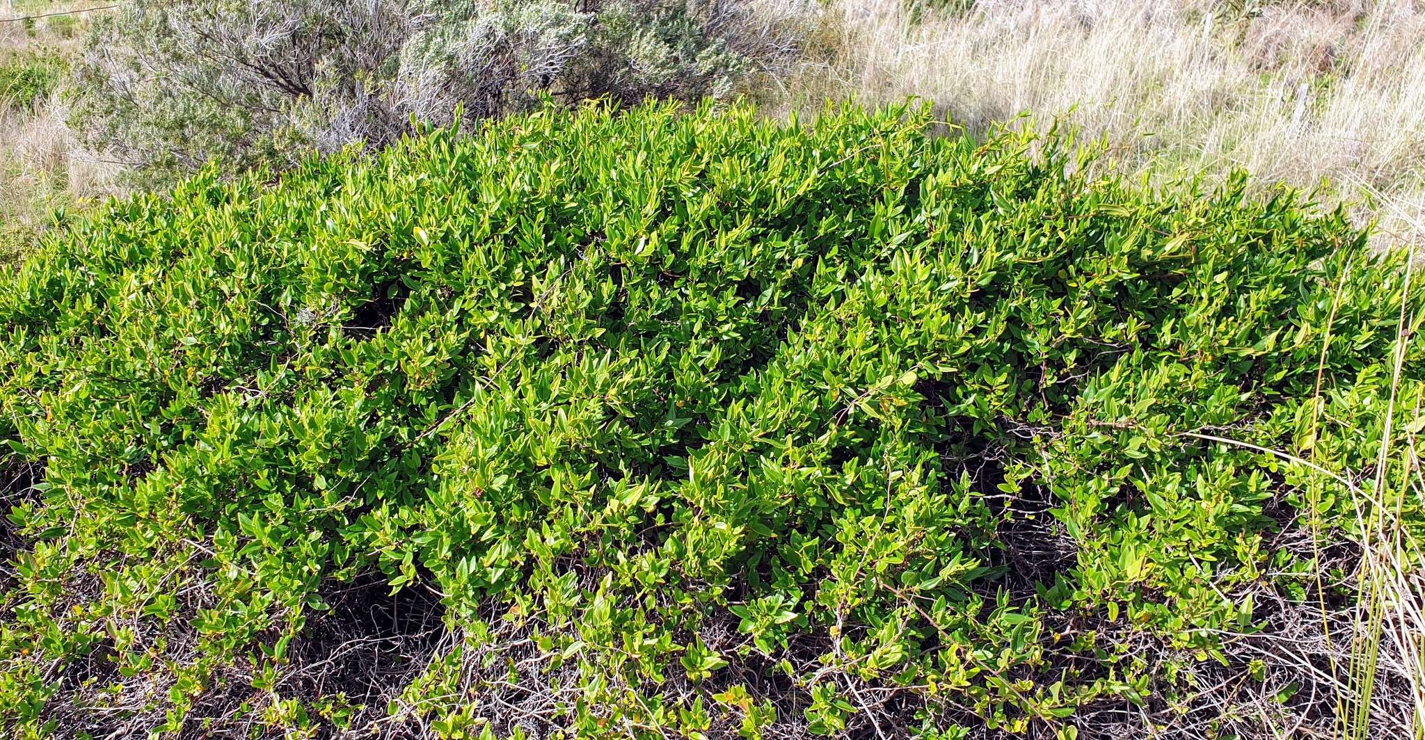 Image of Muehlenbeckia gunnii (Hook. fil.) Walp.