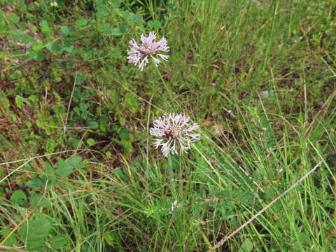 Image of grassleaf Barbara's buttons