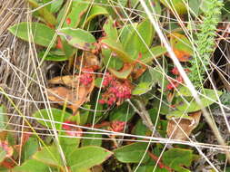 Image de Gaultheria glomerata (Cavanilles) Sleumer