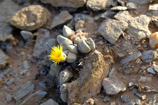 Image of Cheiridopsis brownii Schick & Tisch.