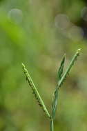 Image of Brook Crown Grass