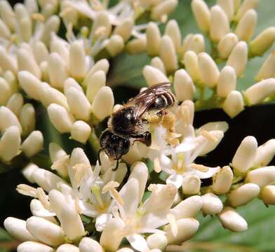 Andrena fragilis Smith 1853 resmi