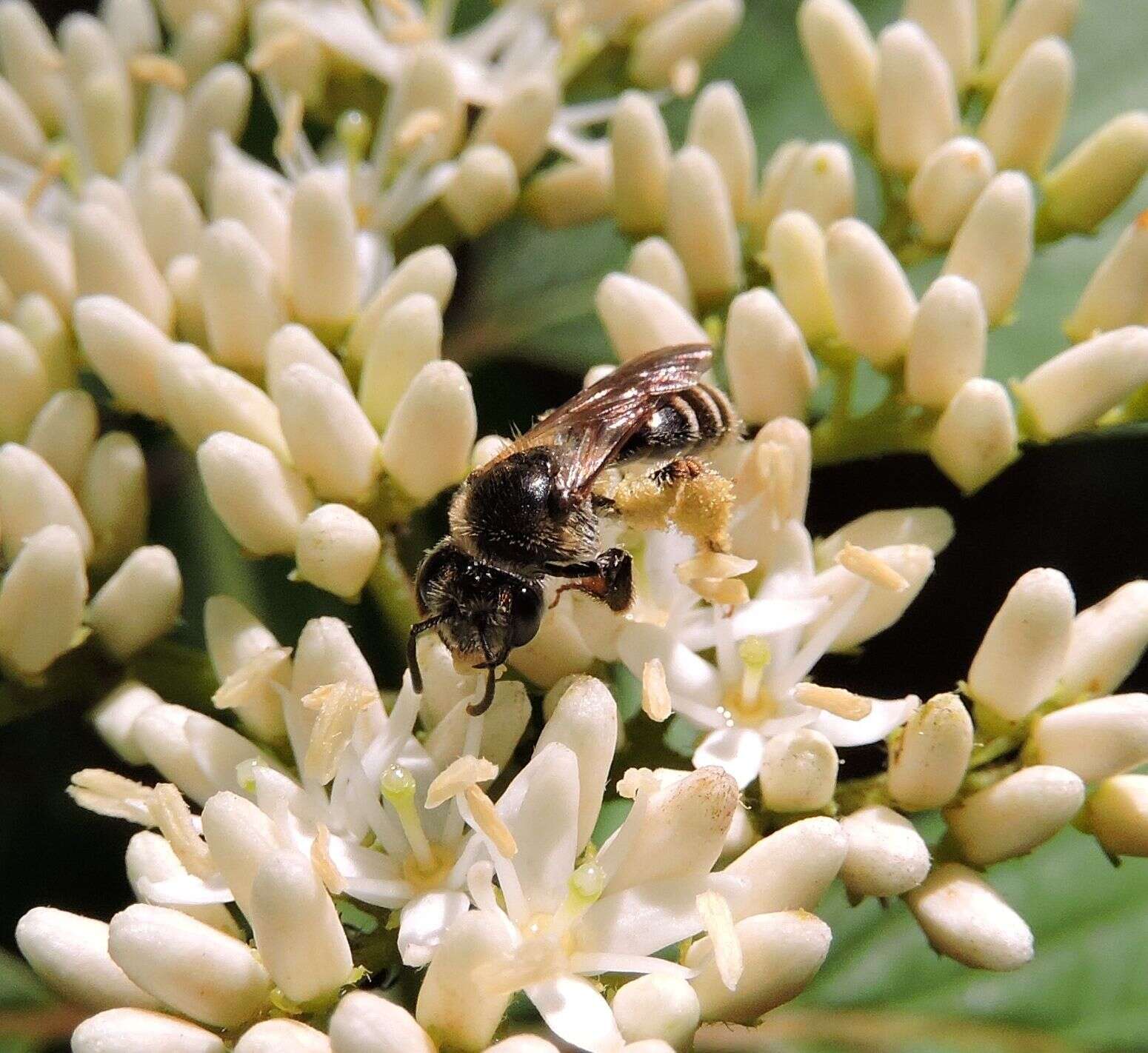 Image of Fragile Dogwood Andrena